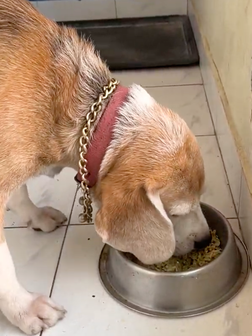 A beagle dog enjoying fresh food in Keelkattali